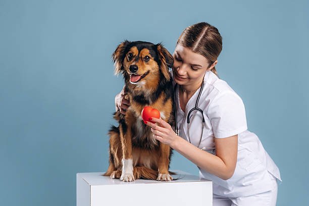 Small read heart, healthcare. Woman veterinarian is with mixed-breed dog.