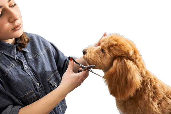 Rescue and Adoption Support - Image 3