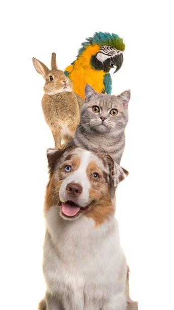 istockphoto-1278558302-612x612